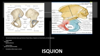 ISQUION
• De los tres elementos óseos que forman el hueso ilíaco, el isquion es el más fuerte y el más resistente.
• Tuberosidad
isquiatica
(posteroinferior)
• Espina ciática
(proyeccion posteromedial)
• Escotadura ciática mayor y menor
 