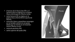 • el tensor de la fascia lata (Tfn y el
sartorio (Sa) se originan en la espina
ilíaca anterosuperior (flecha recta).
• recto femoral (Rf se origina en la
espina ilíaca anteroinferior (punta de
flecha) ,
• músculos ilíaco y psoasilíaco convergen
en un tendón común en un punto
distal que se inserta en el trocánter
menor (flecha curva).
• músculo pectíneo (Pe)
• rama superior del pubis (Pb).
 