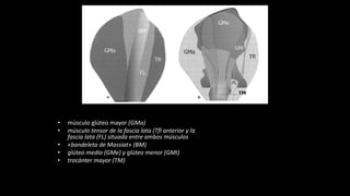 • músculo glúteo mayor (GMa)
• músculo tensor de la fascia lata (Tfl anterior y la
fascia lata (FL) situada entre ambos músculos
• «bandeleta de Massiat» (BM)
• glúteo medio (GMe) y glúteo menor (GMI)
• trocánter mayor (TM)
 