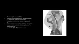 • El músculo glúteo mayor (GMa).
• músculos semimembranoso (sm), semitendinoso (st)
y la cabeza larga del bíceps femoral (elb).
• músculo semimembranoso tiene su propio tendón
(1).
• semitendinoso y la cabeza larga del bíceps se originan
en la cara lateral de la tuberosidad isquiática -en un
tendón común (2).
• nervio ciático (NC). TM, trocánter mayor.
 