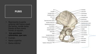PUBIS
• Representa la parte
anterior del hueso coxal.
De hecho, reside tanto
frente al Ilion como
frente al isquion.
• tres porciones
relevantes, que son:
• Cuerpo.
• Rama superior.
• Rama inferior
 