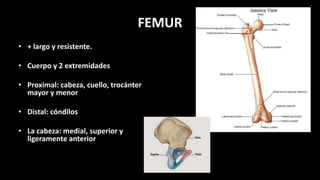 FEMUR
• + largo y resistente.
• Cuerpo y 2 extremidades
• Proximal: cabeza, cuello, trocánter
mayor y menor
• Distal: cóndilos
• La cabeza: medial, superior y
ligeramente anterior
 