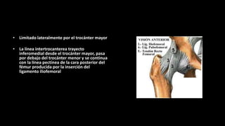 • Limitado lateralmente por el trocánter mayor
• La línea intertrocanterea trayecto
inferomedial desde el trocánter mayor, pasa
por debajo del trocánter menor y se continua
con la línea pectínea de la cara posterior del
fémur producida por la inserción del
ligamento iliofemoral
 