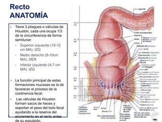 Anato de colon y recto.pdf