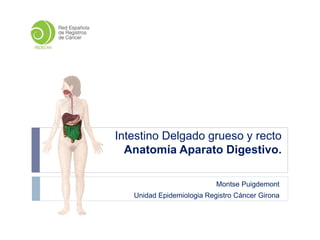 Montse Puigdemont
Unidad Epidemiologia Registro Cáncer Girona
Intestino Delgado grueso y recto
Anatomía Aparato Digestivo.
 