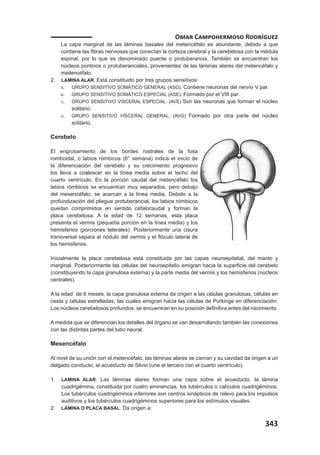Labios Rombicos Anato dos neuro | PDF