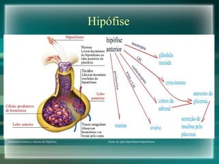Hipófise Anatomia Externa e Interna da Hipófise. Áreas de ação hipotálamo-hipofisiária. 