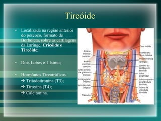 Tireóide Localizada na região anterior do pescoço, formato de Borboleta, sobre as cartilagens da Laringe,  Cricóide e Tireóide ; Dois Lobos e 1 Istmo; Hormônios Tireotróficos    Triiodotironina (T3);    Tiroxina (T4);    Calcitonina. 