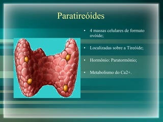 Paratireóides 4 massas celulares de formato ovóide; Localizadas sobre a Tireóide; Hormônio: Paratormônio; Metabolismo do Ca2+. 