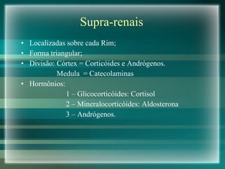 Supra-renais Localizadas sobre cada Rim; Forma triangular; Divisão: Córtex = Corticóides e Andrógenos. Medula  = Catecolaminas Hormônios:  1 – Glicocorticóides: Cortisol 2 – Mineralocorticóides: Aldosterona  3 – Andrógenos. 