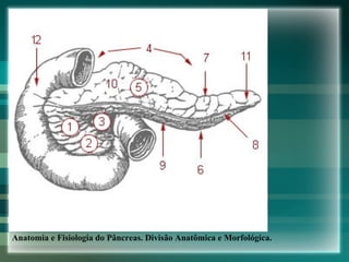 Anatomia e Fisiologia do Pâncreas. Divisão Anatômica e Morfológica. 