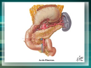 Pâncreas Aa do Pâncreas. 