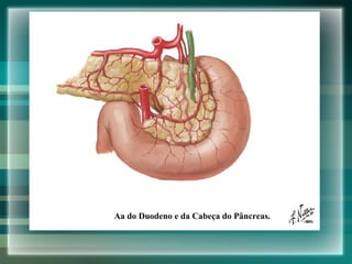 Aa do Duodeno e da Cabeça do Pâncreas. 