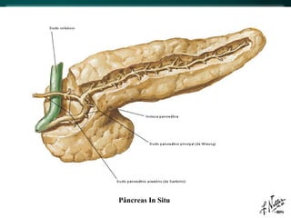Pâncreas In Situ 