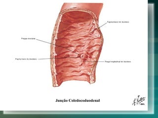 Junção Coledocoduodenal 