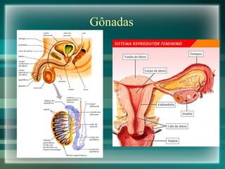 Gônadas 
