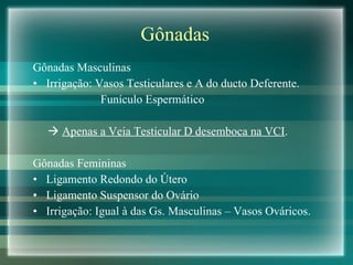 Gônadas Gônadas Masculinas  Irrigação: Vasos Testiculares e A do ducto Deferente. Funículo Espermático    Apenas a Veia Testicular D desemboca na VCI . Gônadas Femininas Ligamento Redondo do Útero Ligamento Suspensor do Ovário Irrigação: Igual à das Gs. Masculinas – Vasos Ováricos. 