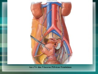 Aa e Vv das Vísceras Pélvicas Femininas 