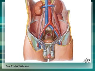 Aa e Vv dos Testículos 