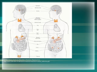 FONTE: Sistema Endócrino Masculino e Feminino; Disponível em: <http://www.cefid.udesc.br/laboratorios/anatomia/anatomia/8.sistema_endocrino.pdf> 