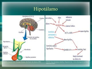 Hipotálamo FONTE: César & Cezar. Biologia Humana. São Paulo. Ed. Saraiva, 2002. FONTE: Eixo hipotálamo-hipófise. Disponível em: </www.fisiologia.kit.net/fisio/endocrino/4.htm> 