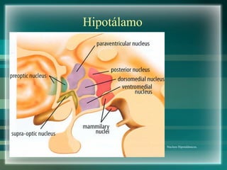 Hipotálamo Núcleos Hipotalâmicos. 