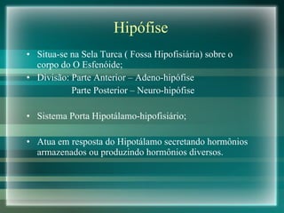 Hipófise Situa-se na Sela Turca ( Fossa Hipofisiária) sobre o corpo do O Esfenóide; Divisão: Parte Anterior – Adeno-hipófise Parte Posterior – Neuro-hipófise Sistema Porta Hipotálamo-hipofisiário; Atua em resposta do Hipotálamo secretando hormônios armazenados ou produzindo hormônios diversos. 