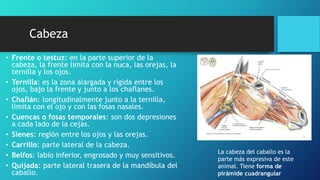 Testuz Anato equina.2 | PPTX