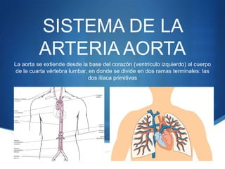 S
SISTEMA DE LA
ARTERIA AORTA
La aorta se extiende desde la base del corazón (ventrículo izquierdo) al cuerpo
de la cuarta vértebra lumbar, en donde se divide en dos ramas terminales: las
dos ilíaca primitivas
 