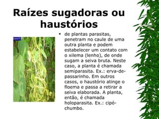 Raízes sugadoras ou
     haustórios
          de plantas parasitas,
           penetram no caule de uma
           outra planta e podem
           estabelecer um contato com
           o xilema (lenho), de onde
           sugam a seiva bruta. Neste
           caso, a planta é chamada
           semiparasita. Ex.: erva-de-
           passarinho. Em outros
           casos, o haustório atinge o
           floema e passa a retirar a
           seiva elaborada. A planta,
           então, é chamada
           holoparasita. Ex.: cipó-
           chumbo.
 