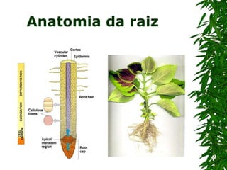 Anatomia da raiz
 