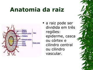Anatomia da raiz

            a raiz pode ser
             dividida em três
             regiões:
             epiderme, casca
             ou córtex e
             cilindro central
             ou cilindro
             vascular.
 