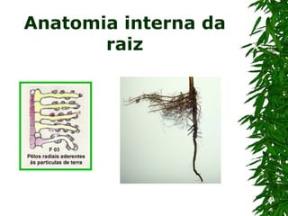 Anatomia interna da
       raiz
 
