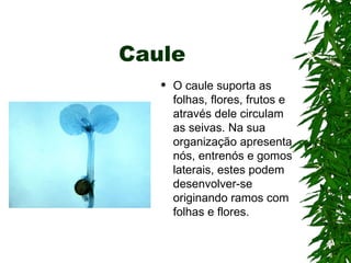 Caule
      O caule suporta as
       folhas, flores, frutos e
       através dele circulam
       as seivas. Na sua
       organização apresenta
       nós, entrenós e gomos
       laterais, estes podem
       desenvolver-se
       originando ramos com
       folhas e flores.
 