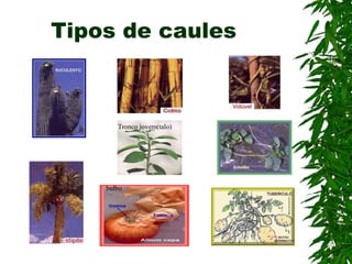 Tipos de caules



       Tronco jovem(talo)




    bulbo
 
