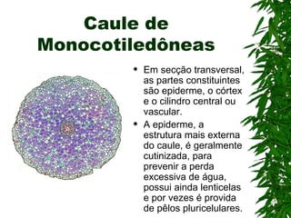 Caule de
Monocotiledôneas
           Em secção transversal,
            as partes constituintes
            são epiderme, o córtex
            e o cilindro central ou
            vascular.
           A epiderme, a
            estrutura mais externa
            do caule, é geralmente
            cutinizada, para
            prevenir a perda
            excessiva de água,
            possui ainda lenticelas
            e por vezes é provida
            de pêlos pluricelulares.
 