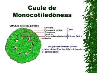Caule de
Monocotiledôneas
 