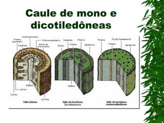 Caule de mono e
 dicotiledôneas
 