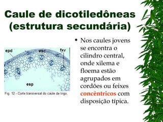 Caule de dicotiledôneas
 (estrutura secundária)
               Nos caules jovens
                se encontra o
                cilindro central,
                onde xilema e
                floema estão
                agrupados em
                cordões ou feixes
                concêntricos com
                disposição típica.
 