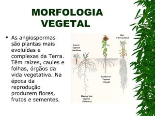 MORFOLOGIA
            VEGETAL
   As angiospermas
    são plantas mais
    evoluídas e
    complexas da Terra.
    Têm raízes, caules e
    folhas, órgãos da
    vida vegetativa. Na
    época da
    reprodução
    produzem flores,
    frutos e sementes.
 