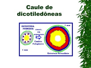 Caule de
dicotiledôneas
 