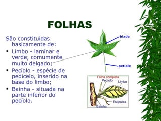 FOLHAS
São constituídas
  basicamente de:
 Limbo - laminar e
  verde, comumente
  muito delgado;
 Pecíolo - espécie de
  pedicelo, inserido na
  base do limbo;
 Bainha - situada na
  parte inferior do
  pecíolo.
 