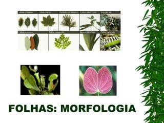 FOLHAS: MORFOLOGIA
 