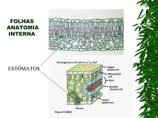 FOLHAS
ANATOMIA
INTERNA




ESTÔMATOS
 
