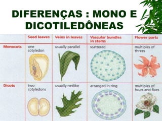 DIFERENÇAS : MONO E
  DICOTILEDÔNEAS
 