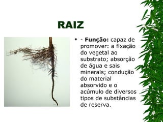 RAIZ
     - Função: capaz de
      promover: a fixação
      do vegetal ao
      substrato; absorção
      de água e sais
      minerais; condução
      do material
      absorvido e o
      acúmulo de diversos
      tipos de substâncias
      de reserva.
 