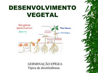 DESENVOLVIMENTO
    VEGETAL




    GERMINAÇÃO EPÍGEA
    Típica de dicotiledôneas
 
