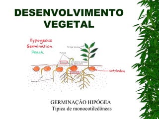 DESENVOLVIMENTO
    VEGETAL




    GERMINAÇÃO HIPÓGEA
    Típica de monocotiledôneas
 