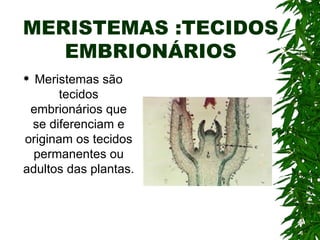 MERISTEMAS :TECIDOS
   EMBRIONÁRIOS
 Meristemas são
      tecidos
 embrionários que
 se diferenciam e
originam os tecidos
  permanentes ou
adultos das plantas.
 