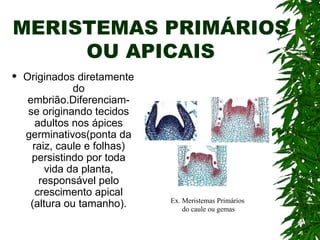 MERISTEMAS PRIMÁRIOS
     OU APICAIS
   Originados diretamente
               do
     embrião.Diferenciam-
     se originando tecidos
       adultos nos ápices
    germinativos(ponta da
      raiz, caule e folhas)
      persistindo por toda
         vida da planta,
        responsável pelo
       crescimento apical
                              Ex. Meristemas Primários
     (altura ou tamanho).         do caule ou gemas
 